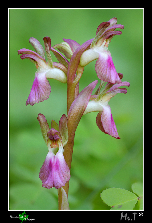 Orchis collina...le prime