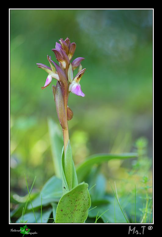 Orchis collina...le prime