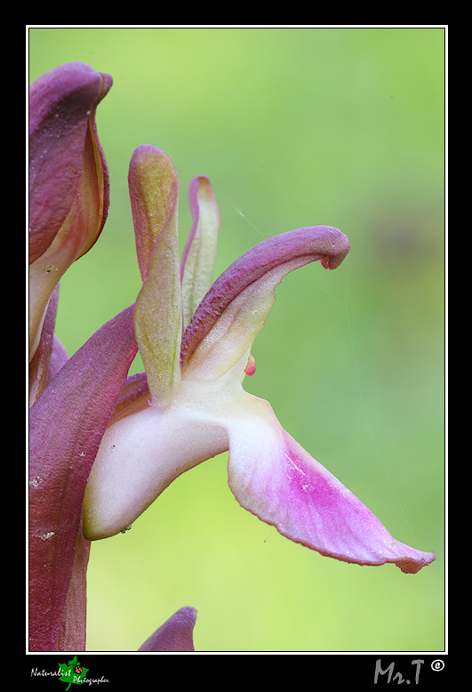 Orchis collina...le prime