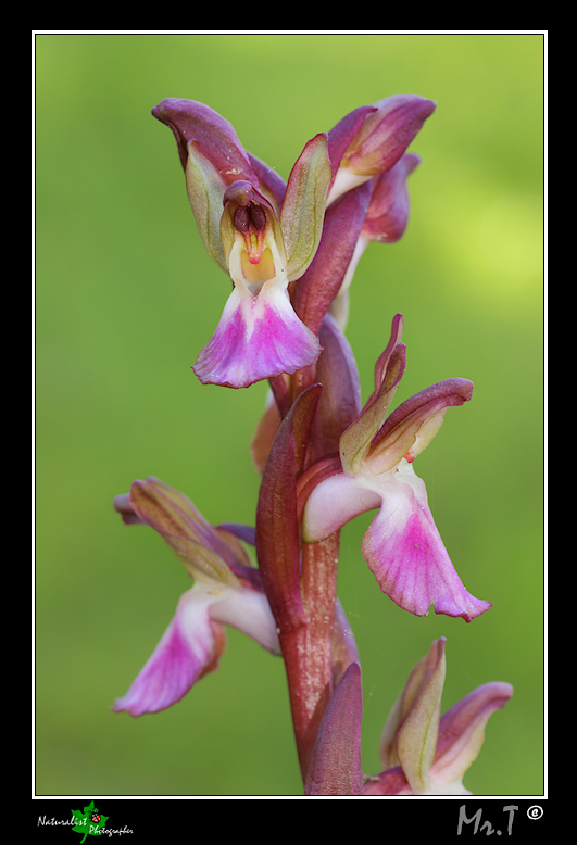 Orchis collina...le prime