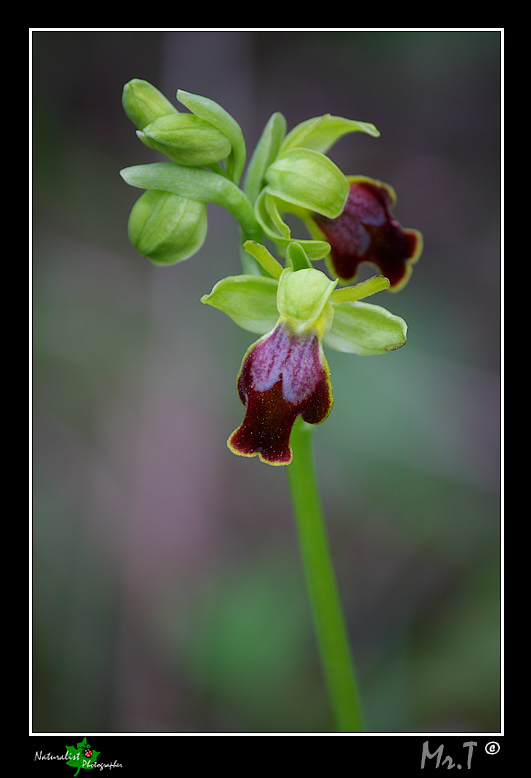 Ophrys flammeola Delforge ???