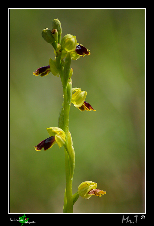 Ophrys flammeola Delforge ???