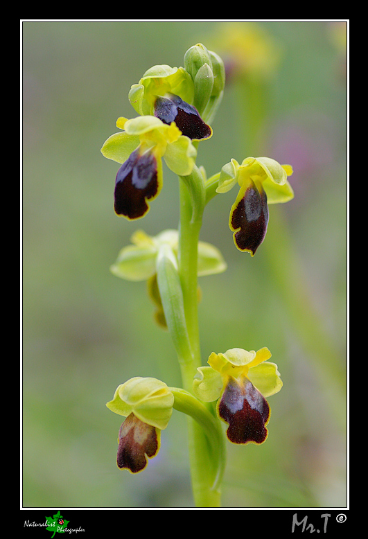 Ophrys flammeola Delforge ???