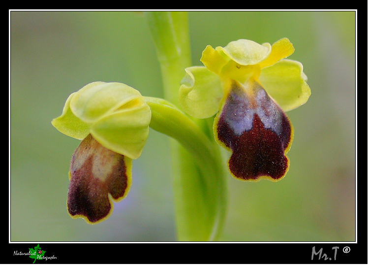 Ophrys flammeola Delforge ???