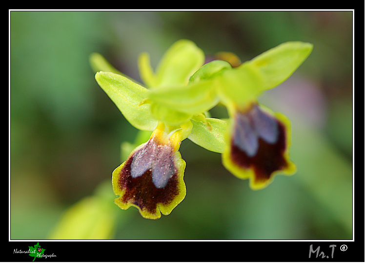 Ophrys flammeola Delforge ???