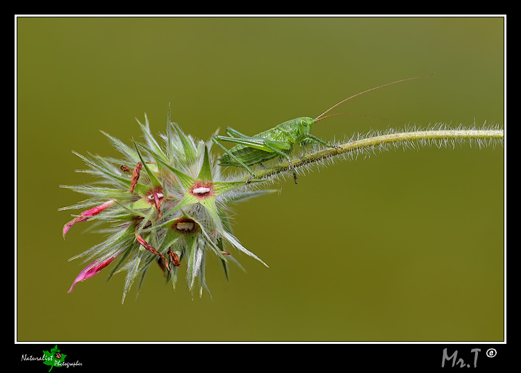 sconosciuta! - Tettigonia sp.