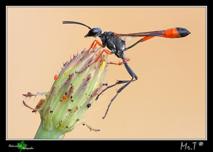 Ammophila sp.