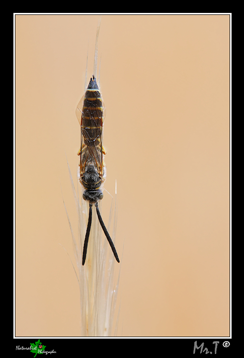 Meria sp. (Typhiidae) addormentato