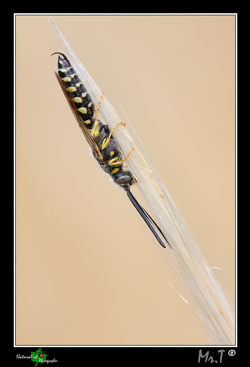 Meria sp. (Typhiidae) addormentato