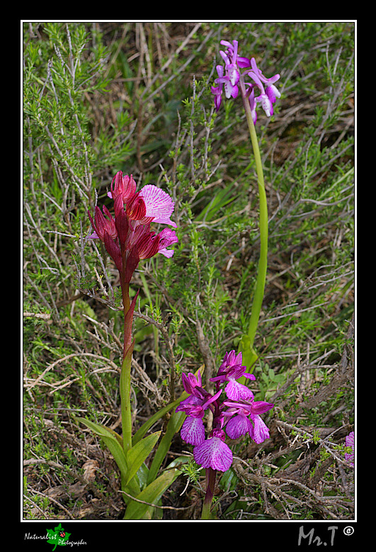 5 Aprile, una giornata di belle orchidee!!!