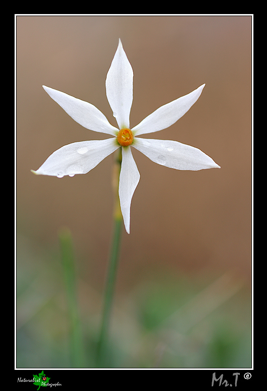 Narcissus serotinus e Prospero obtusifolia