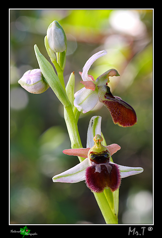 Ophrys exaltata?