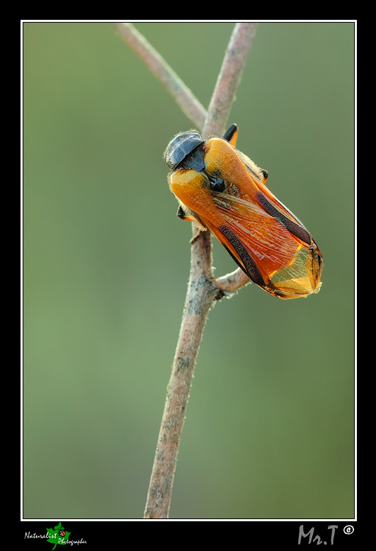 Aiuto riconoscimento insetto -   [ spostata in Coleoptera ]
