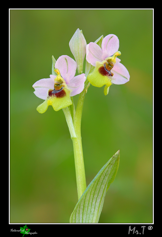 O. tenthredinifera