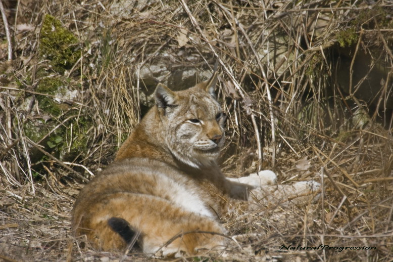 Lince a tradimento