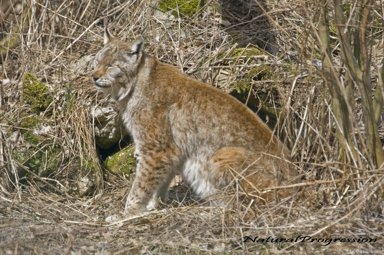 Lince a tradimento