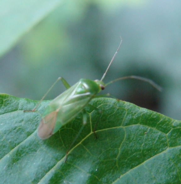 Miridae: Deraeocoris, Lygus e Lygocoris