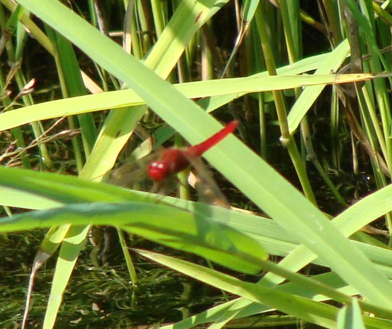 Odonata di Parco di Monza