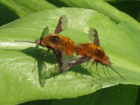 Accoppiamento di Bombylius major.