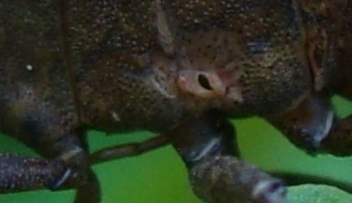 coreus marginatus