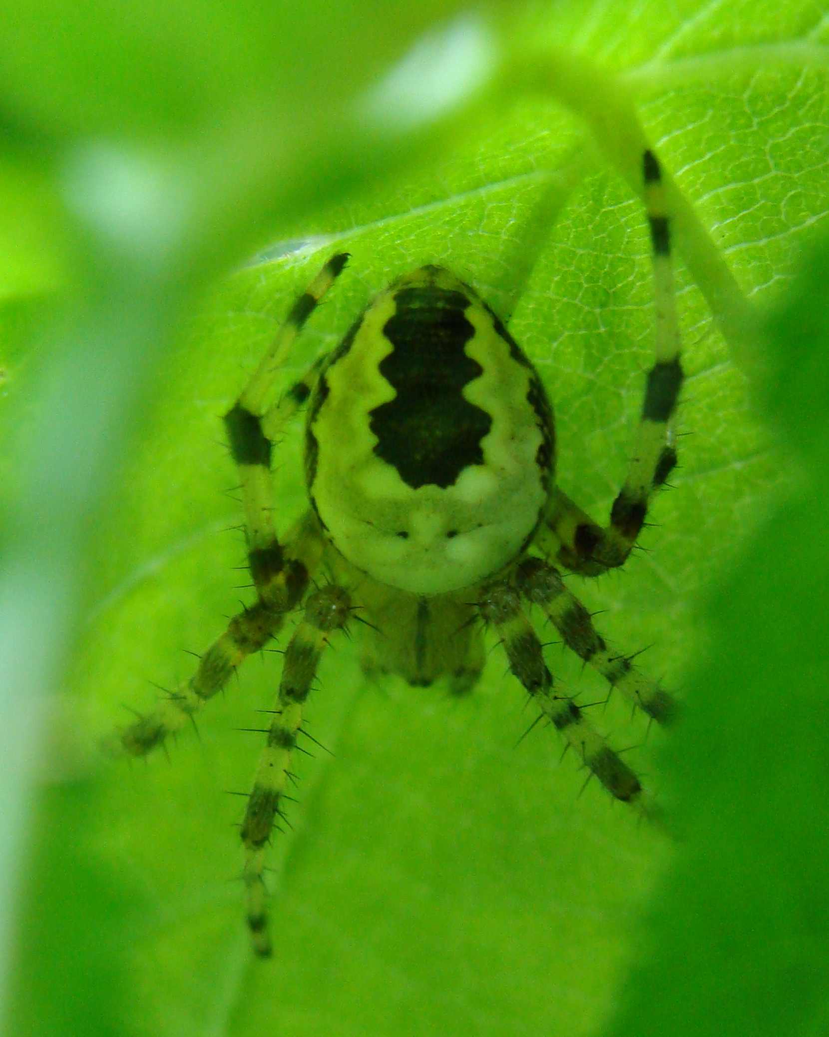 Araneus marmoreus var. pyramidatus