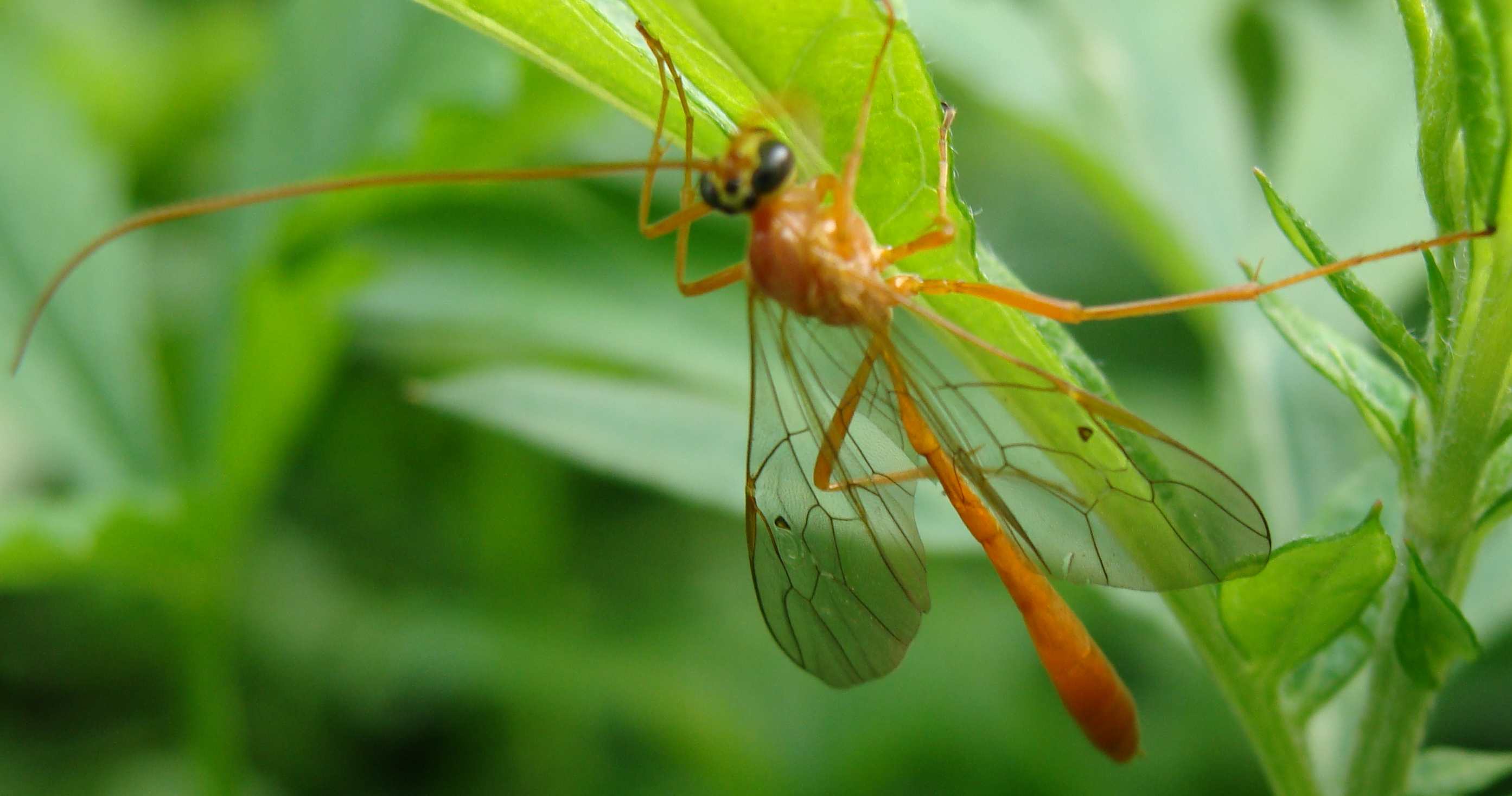 Enicospilus sp. (Ichneumonidae Ophioninae)