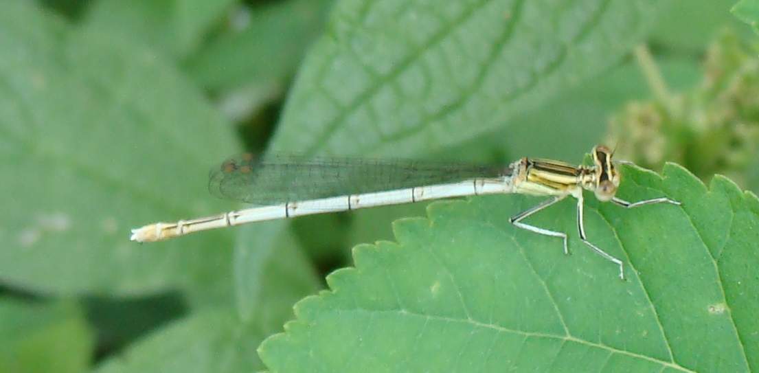 Odonata di Parco di Monza