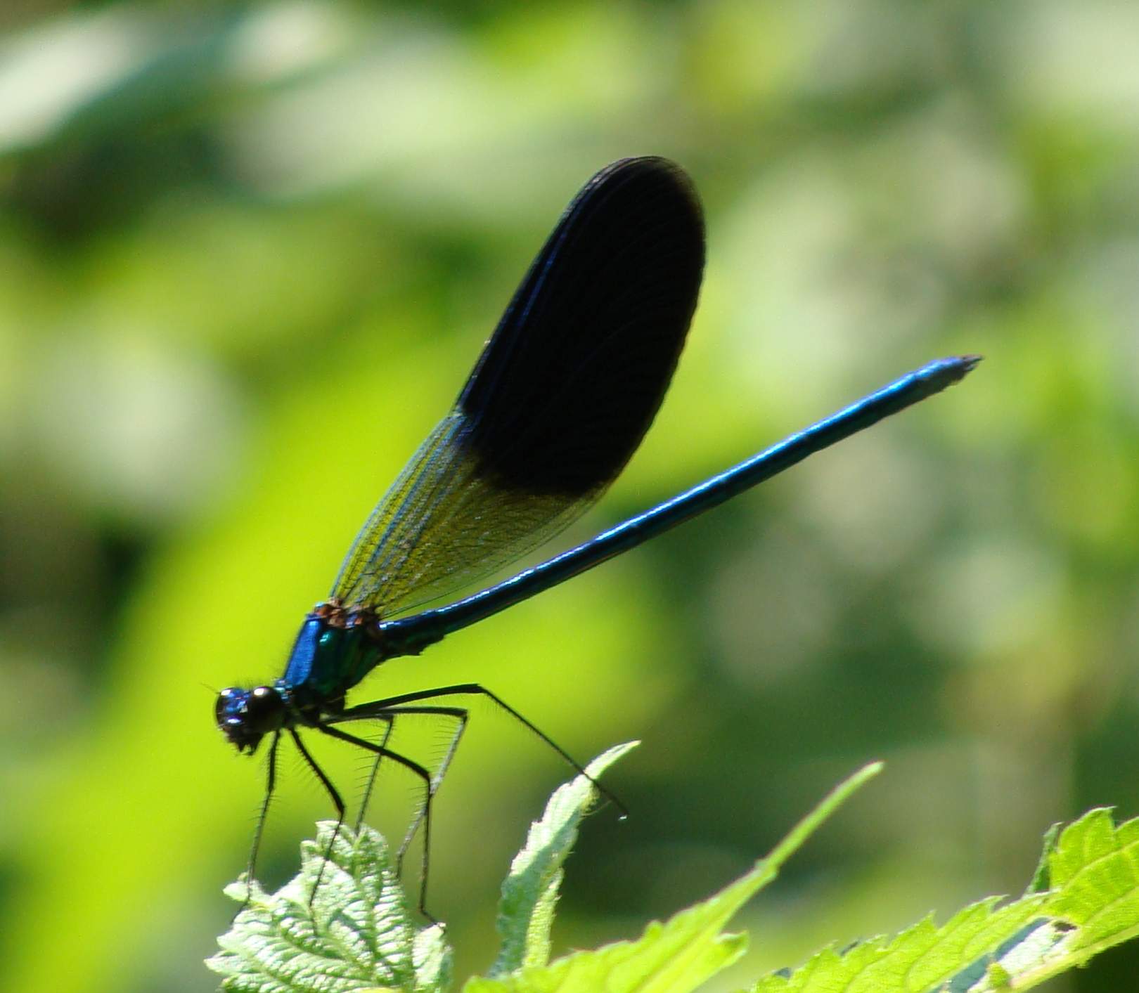 Odonata di Parco di Monza