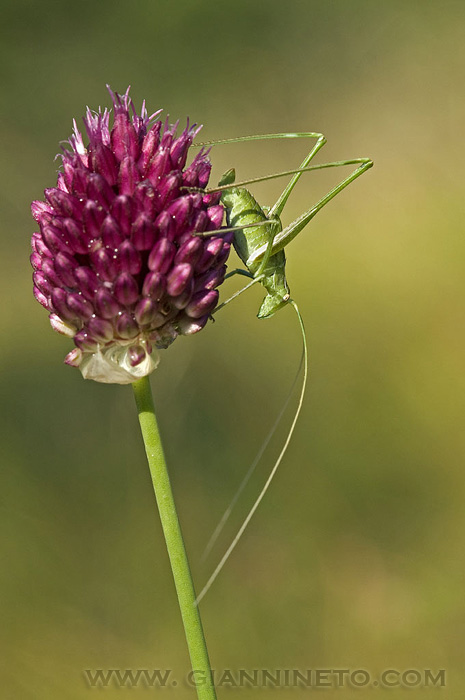 Identificazione