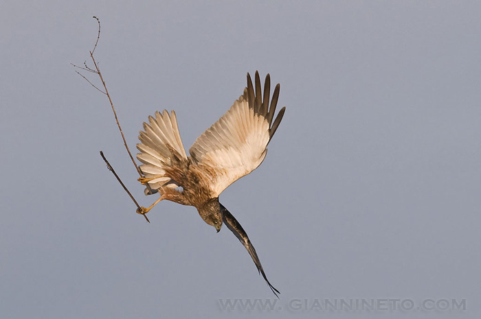 Avifauna humor