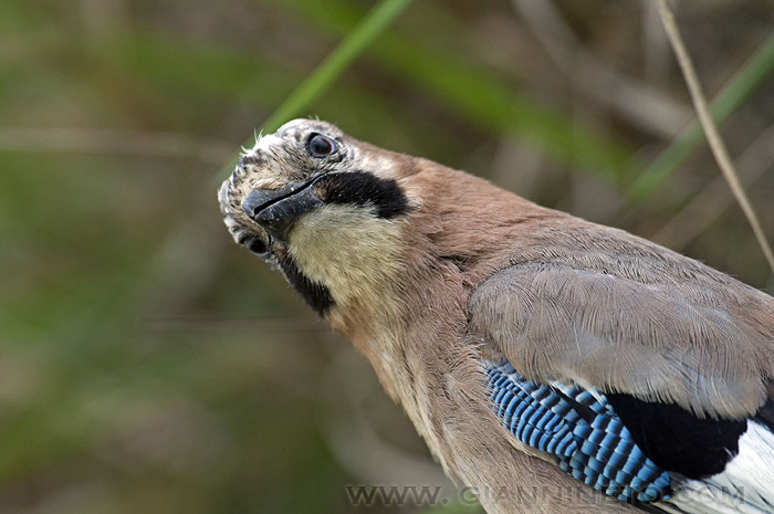 Avifauna humor