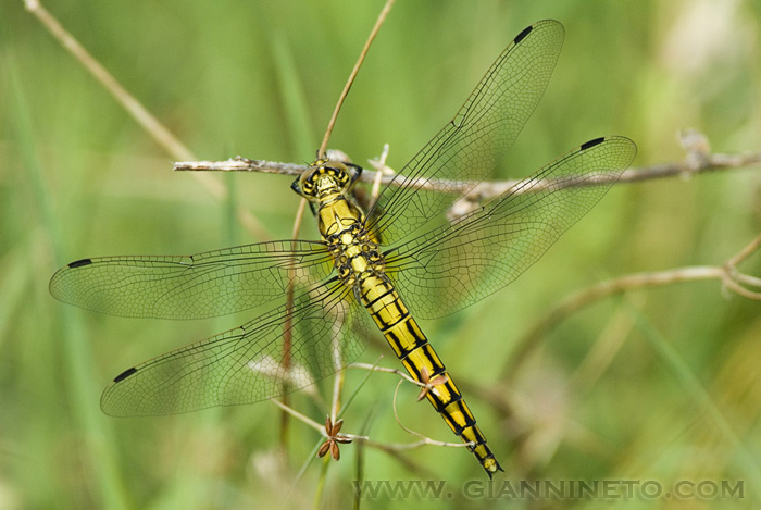 Orthetrum cancellatum femmina