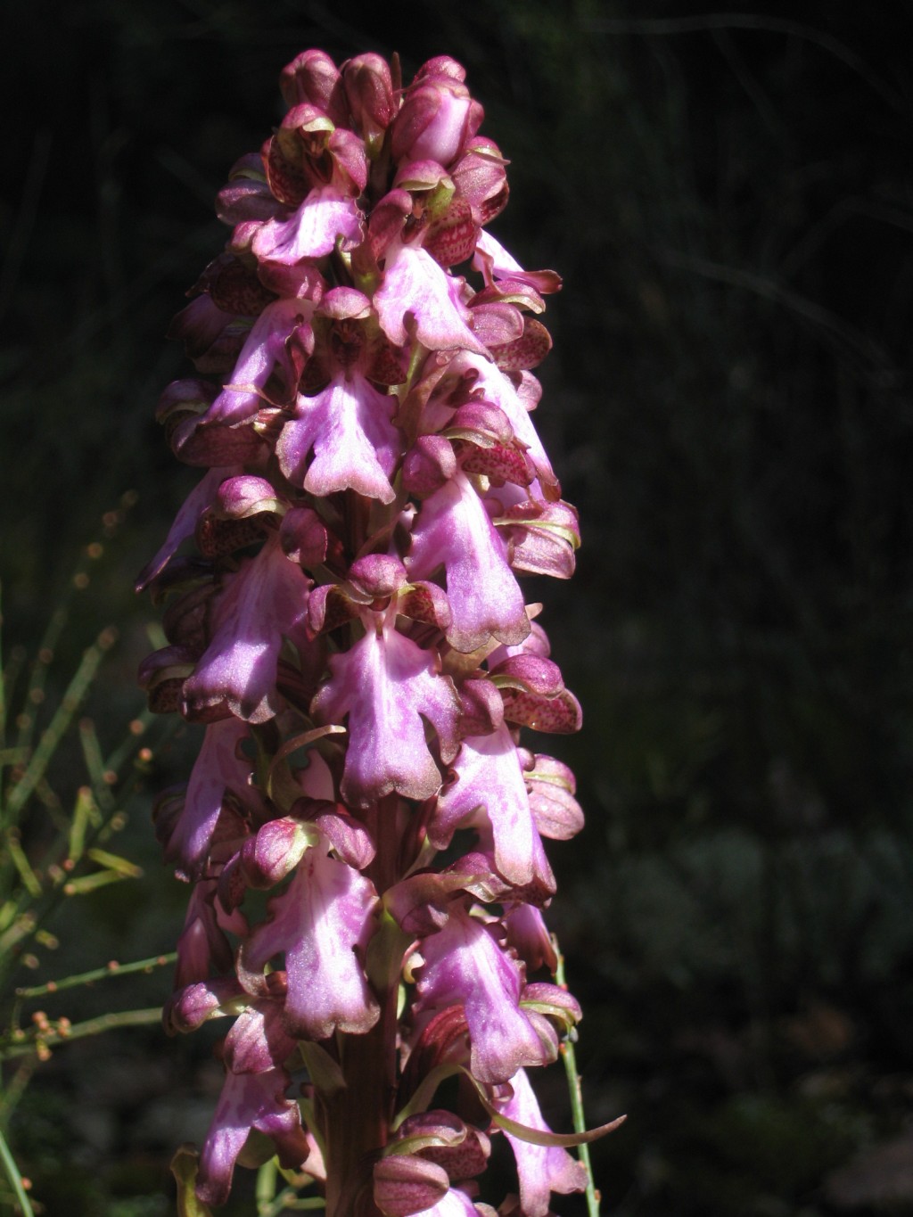 Orchidee toscane