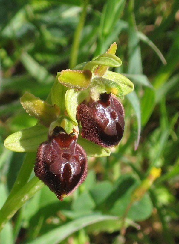 Orchidee toscane