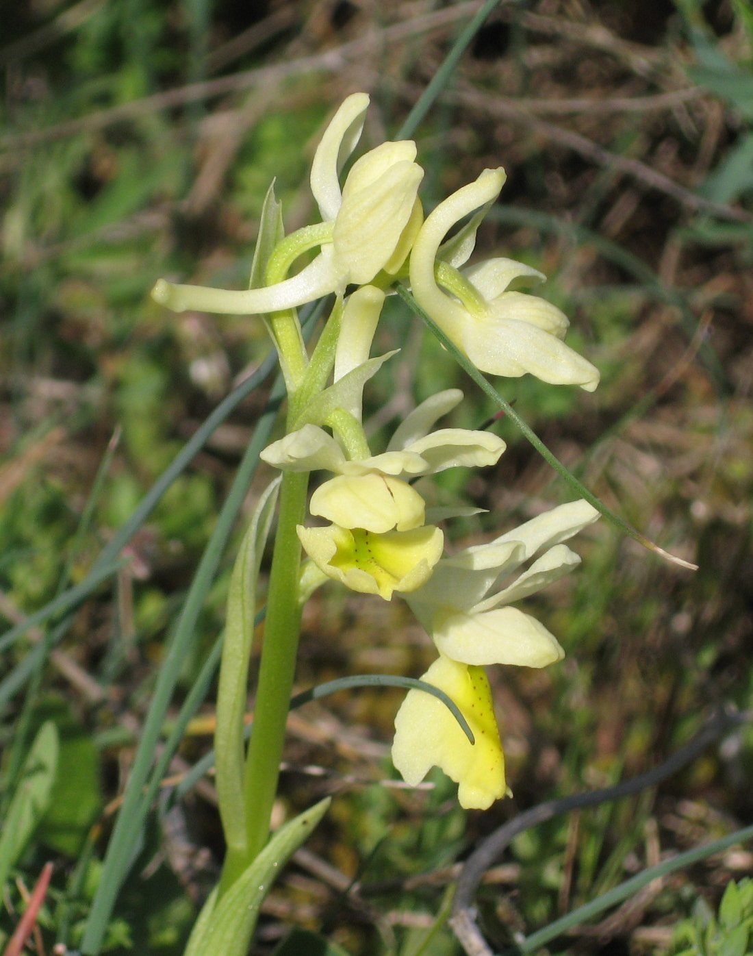 Orchidee toscane