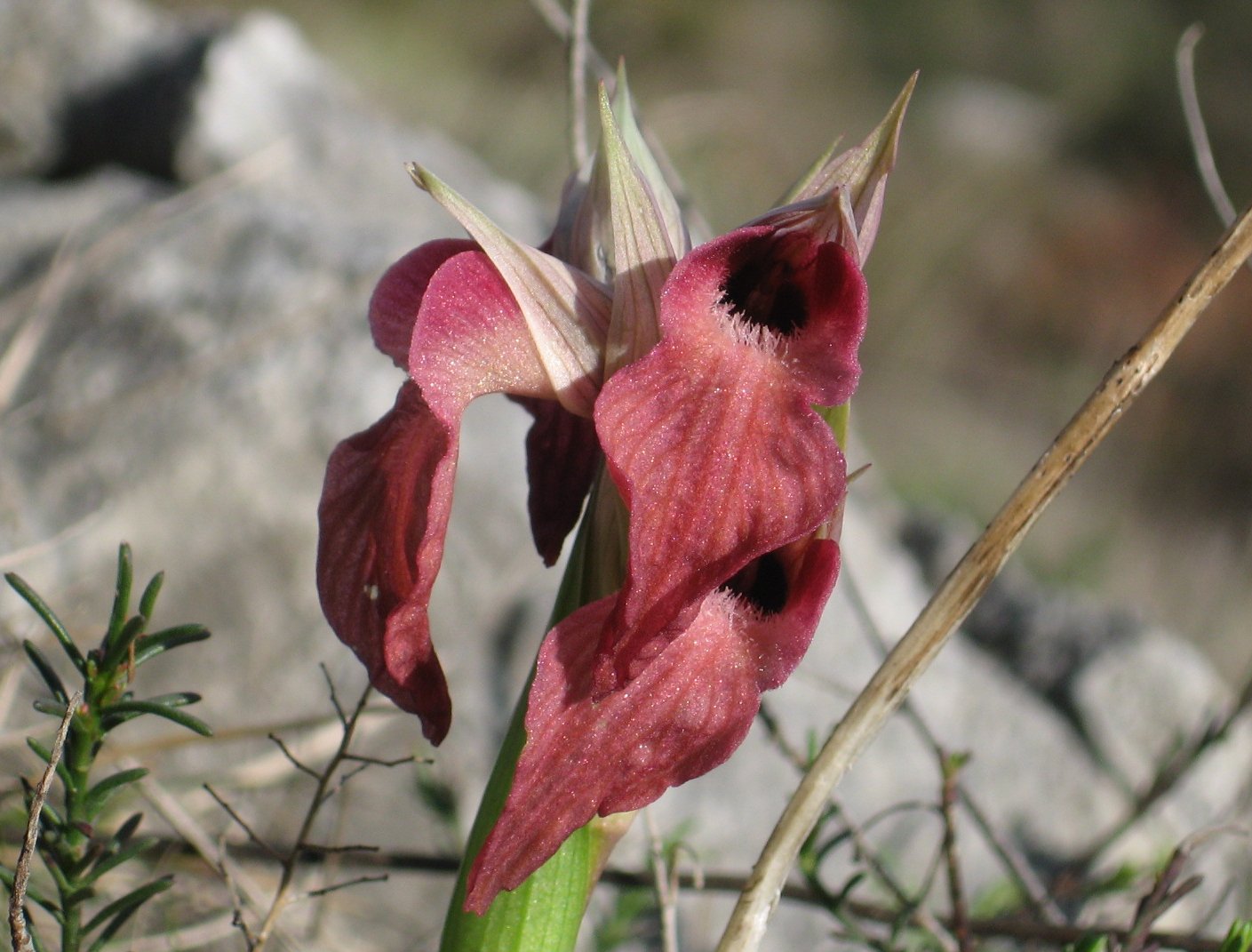 Orchidee toscane