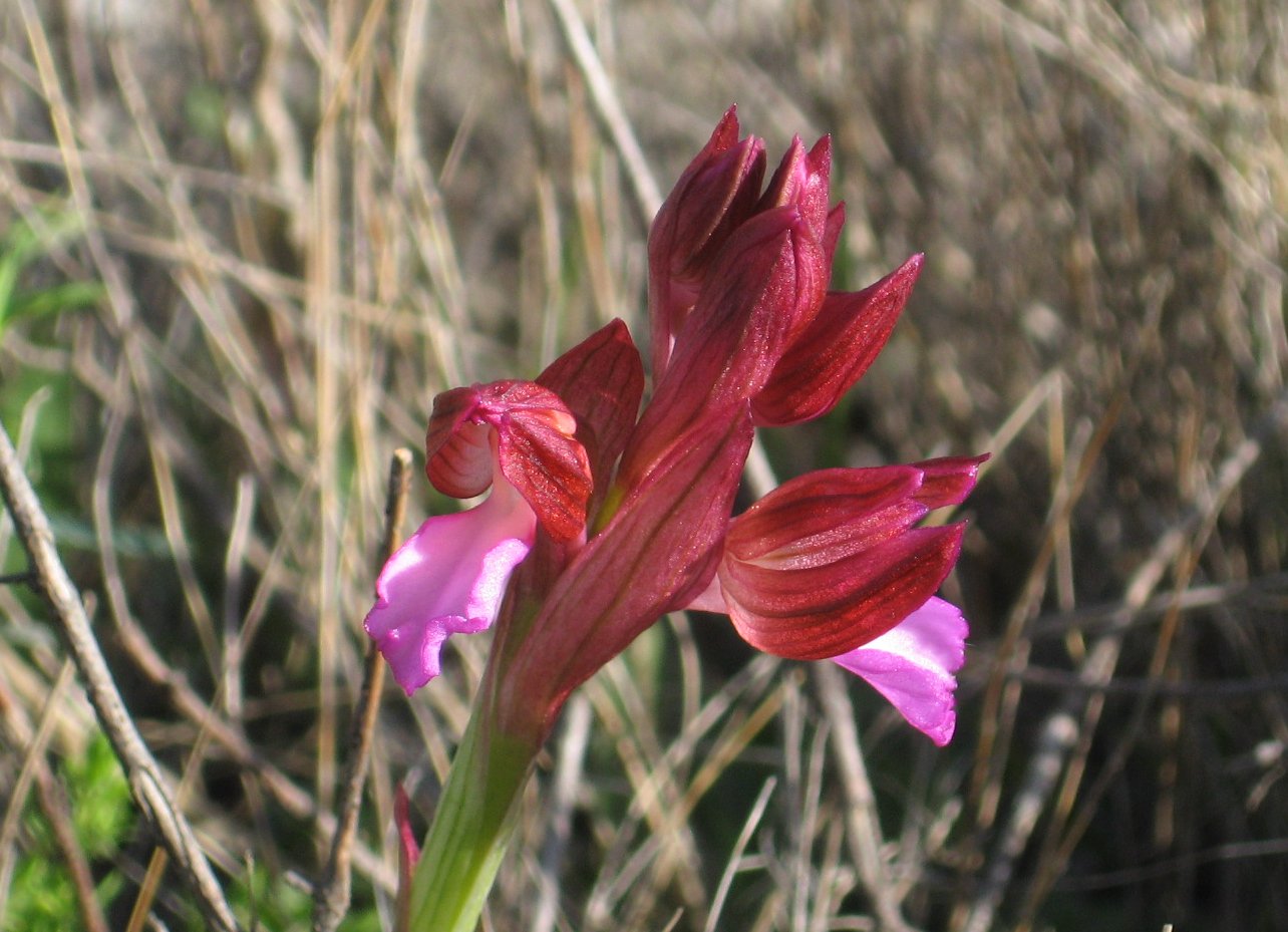 Orchidee toscane