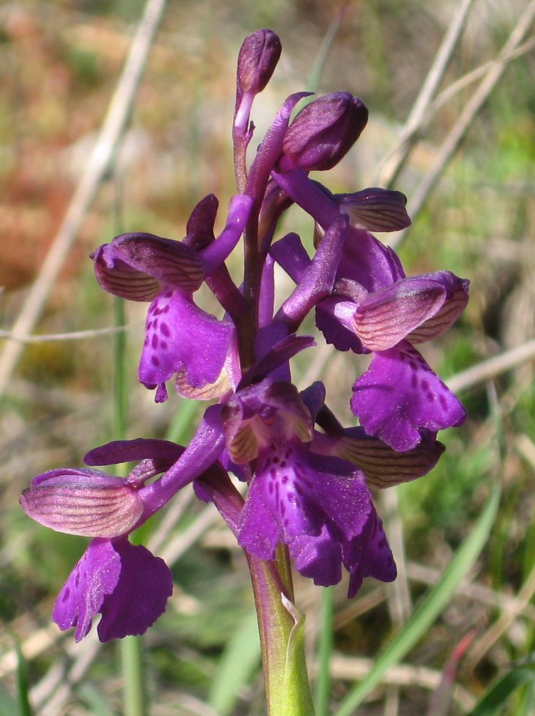 Orchidee toscane