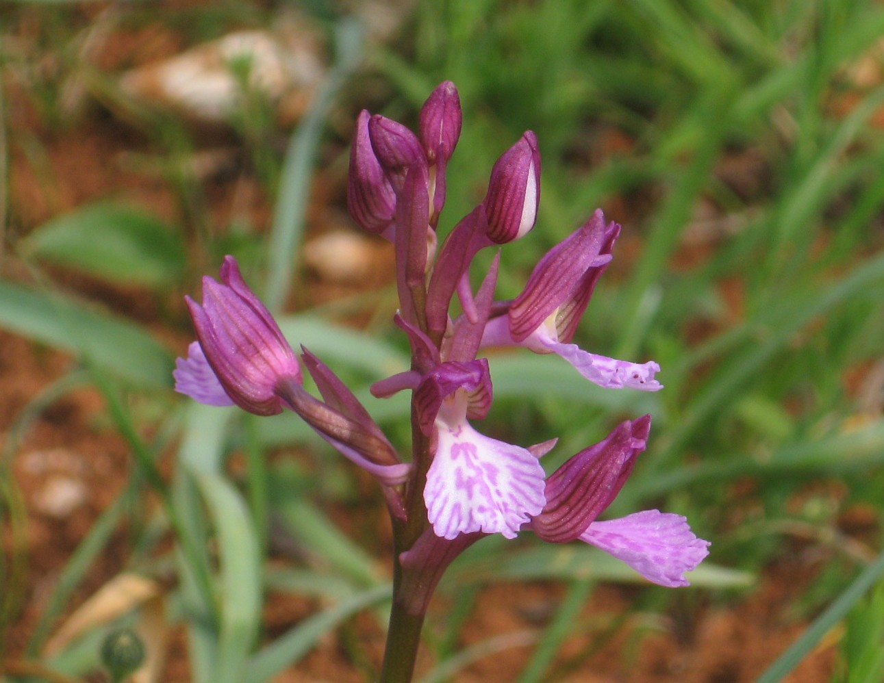 Orchidee toscane