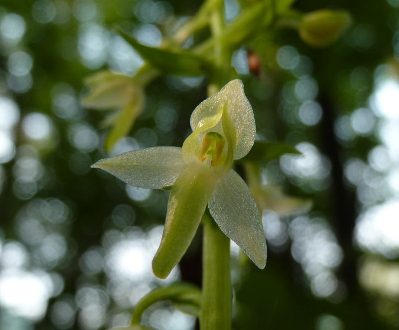 2 Platanthera (?) + pianta ?