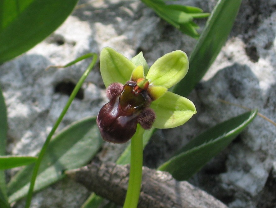 Orchidee toscane