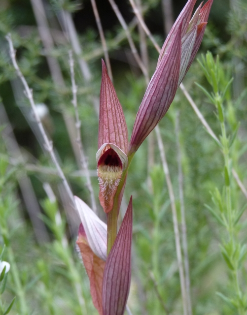 Serapias cordigera & S. vomeracea