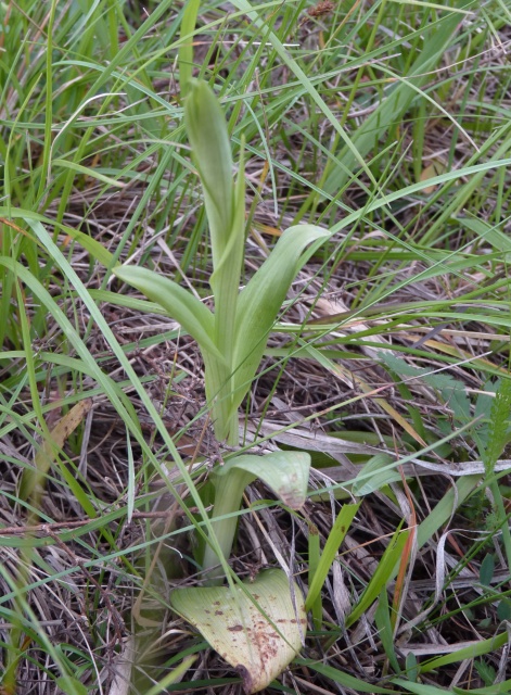 2 Platanthera (?) + pianta ?