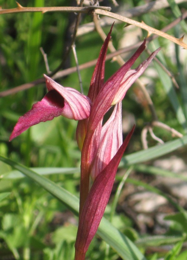 Orchidee toscane