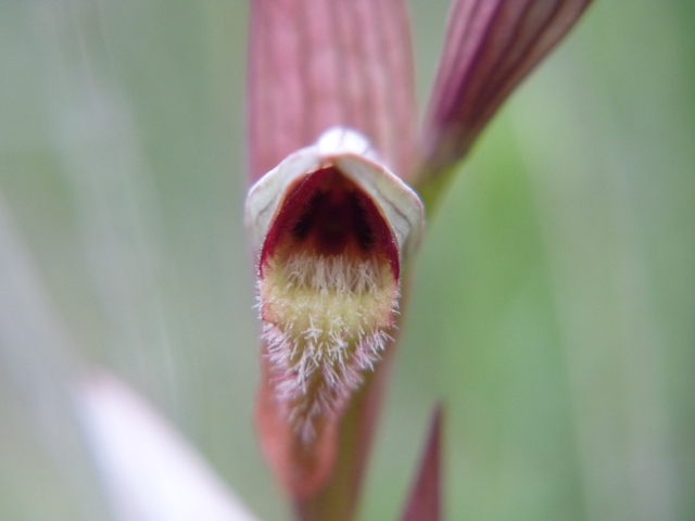 Serapias cordigera & S. vomeracea