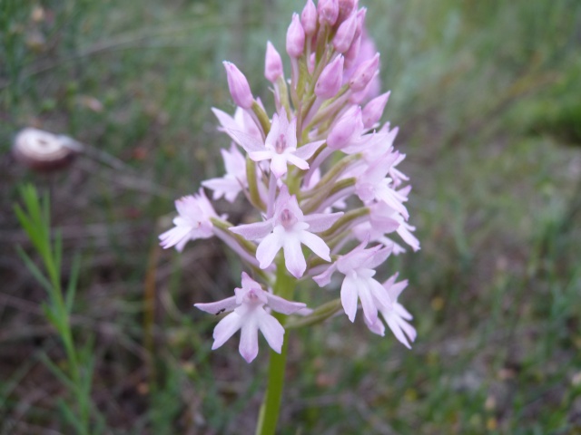 Serapias cordigera & S. vomeracea