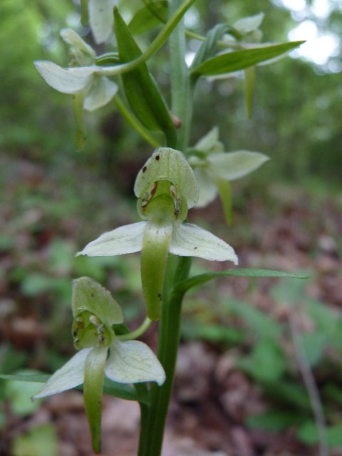 2 Platanthera (?) + pianta ?