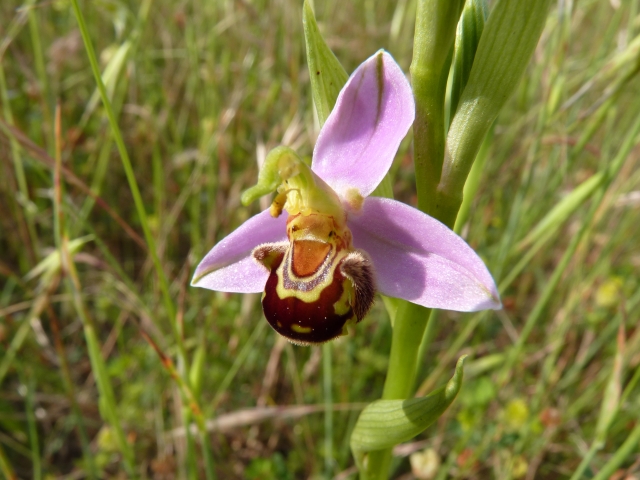 Ophrys apifera