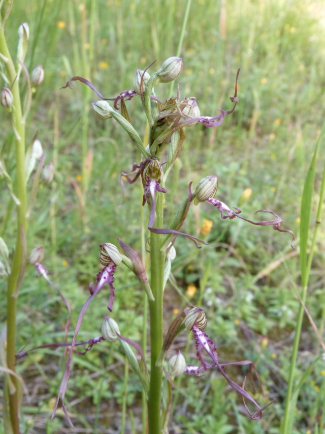 Ophrys apifera