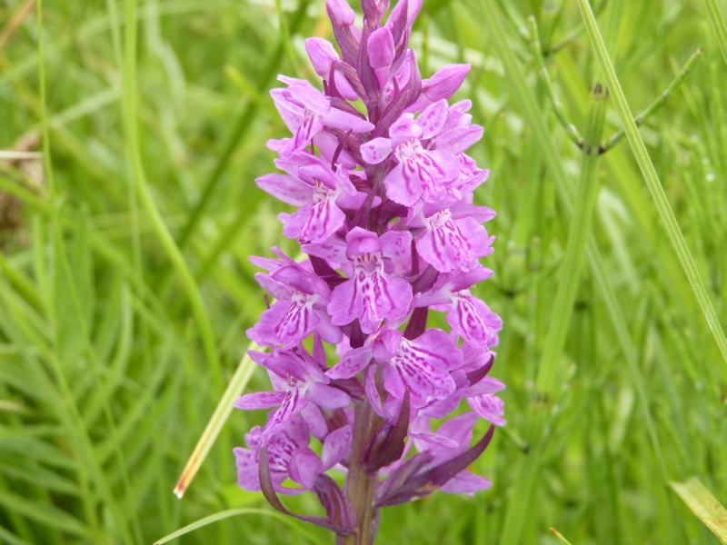 altra orchidea torbiera, con foglia :-)